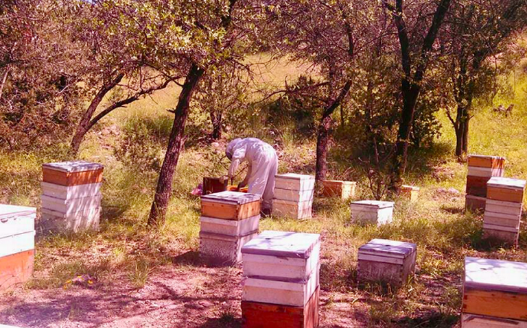 Sequía y químicos matan al 40% de las abejas