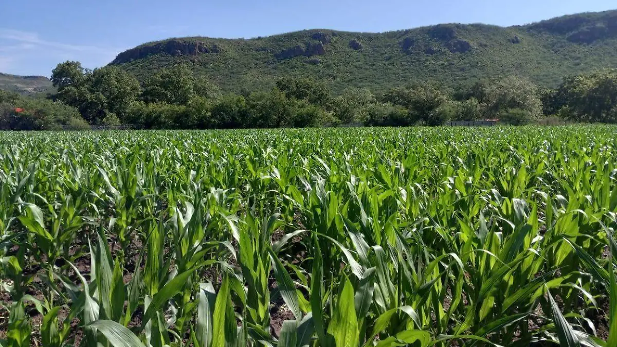 Cultivos de temporal dependen de lluvias para cerrar con éxito el ciclo agrícola